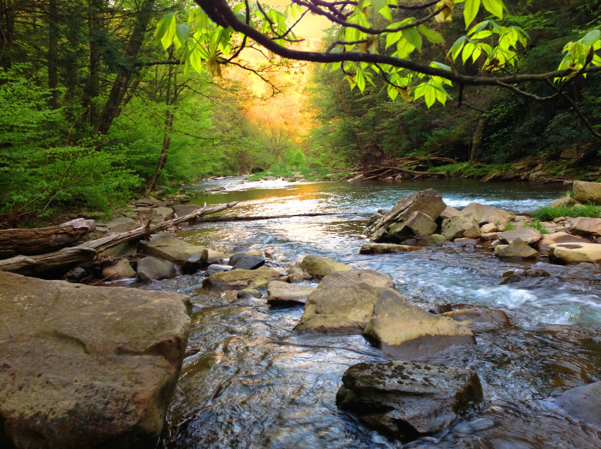 Mountain Trout Stream in Pennsylvania